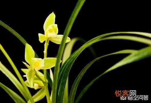 “兰花香”是什么品种的茶？对人体有哪些功效？