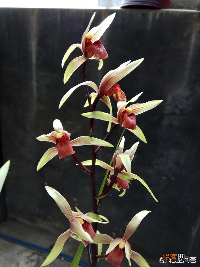 下山兰花、春兰、寒兰、蕙兰哪种兰花的味道香？
