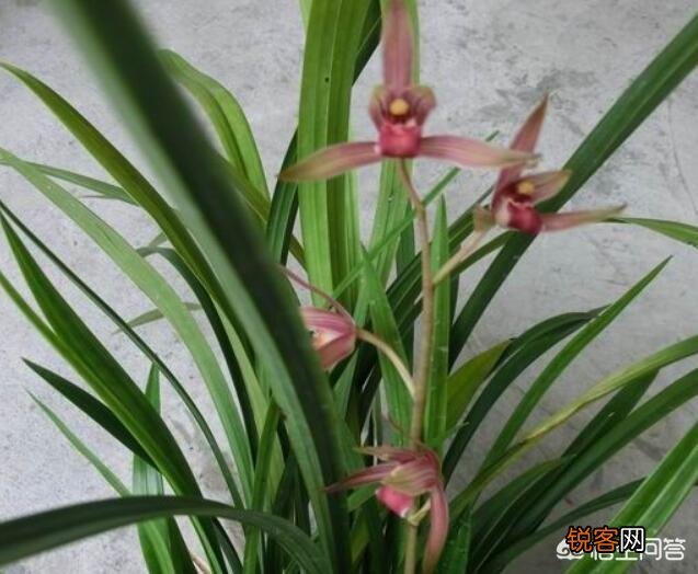 下山兰花、春兰、寒兰、蕙兰哪种兰花的味道香？