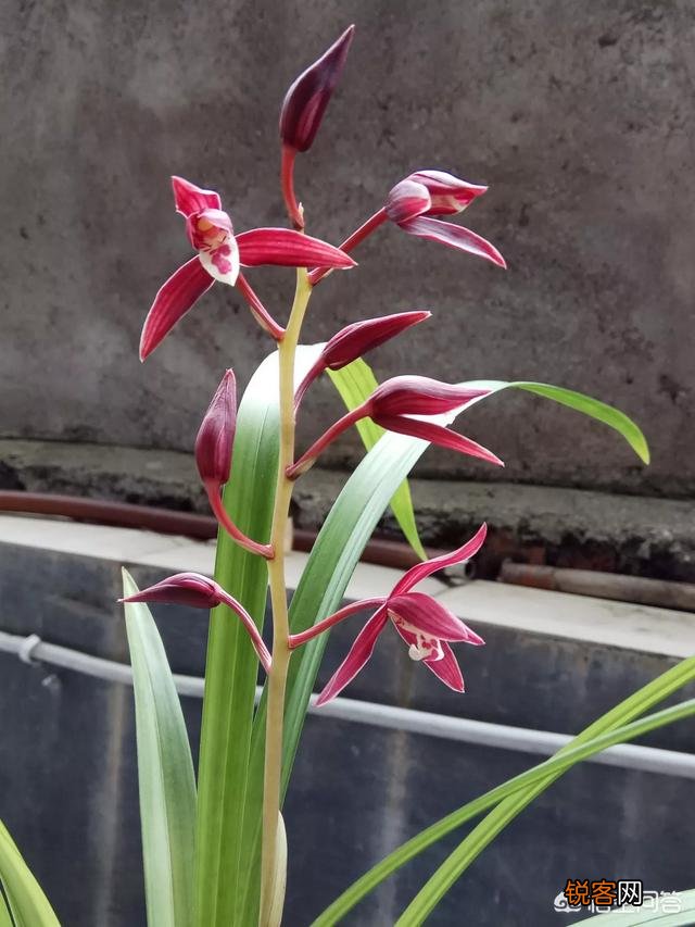 下山兰花、春兰、寒兰、蕙兰哪种兰花的味道香？
