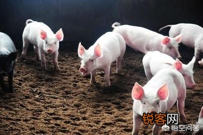 2020年养猪的行情如何？养100头猪要投入多少钱呢？