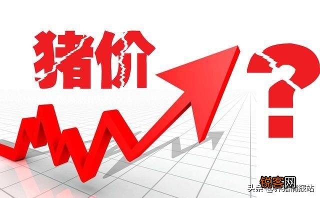 2020年养猪的行情如何？养100头猪要投入多少钱呢？