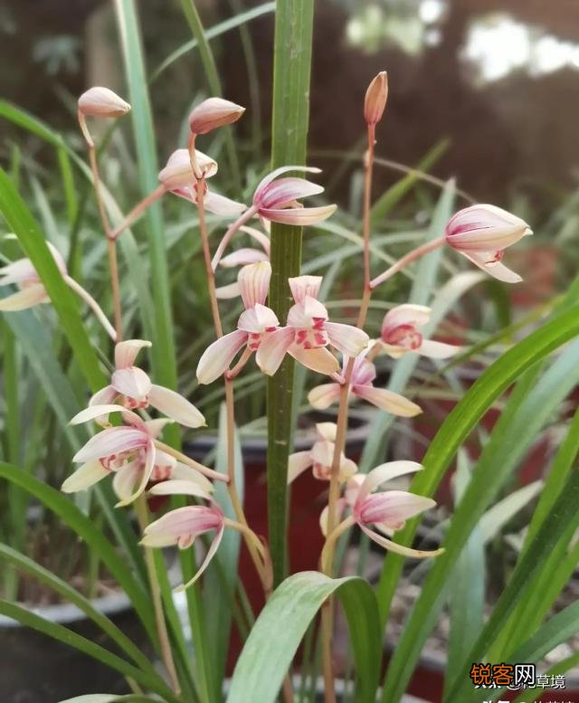 什么兰花比较好养,开花很香呢？