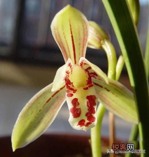 什么兰花比较好养,开花很香呢？