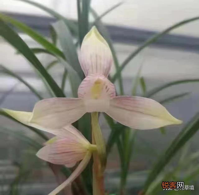 什么兰花比较好养,开花很香呢？