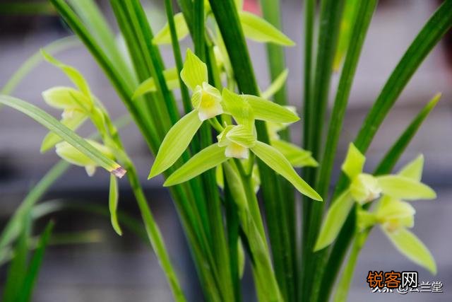 什么兰花比较好养,开花很香呢？
