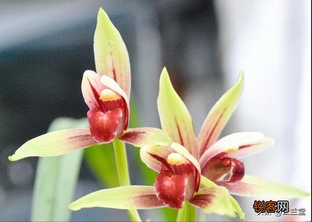 什么兰花比较好养,开花很香呢？