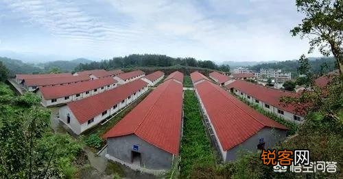 10万头生猪养殖需要投入多少钱？