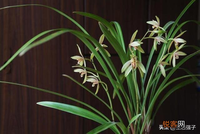 兰花什么品种开花次数多还香？