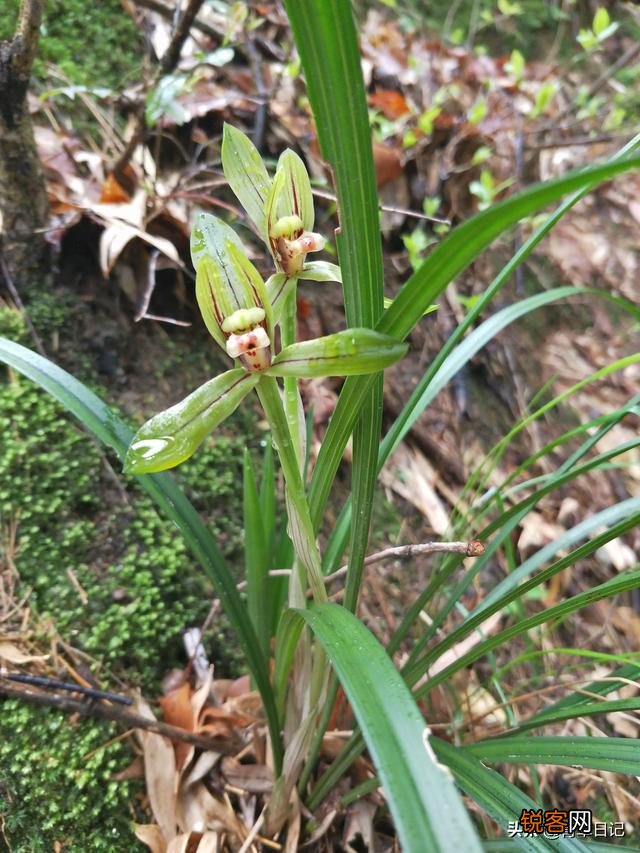 兰花什么品种开花次数多还香？