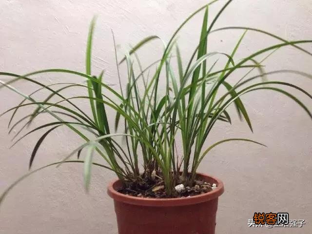 兰花什么品种开花次数多还香？