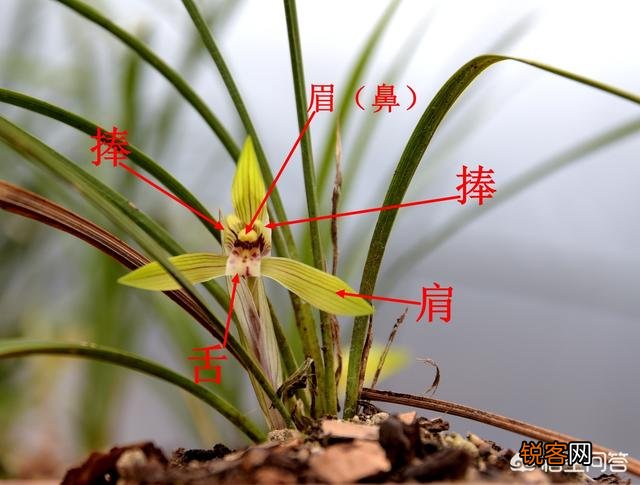 兰花中哪个品种最香？