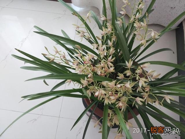 兰花中哪个品种最香？