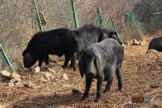 在农村办一个年出栏五十头猪的养殖场要多少钱？如何做？