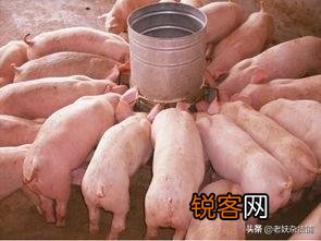 在农村办一个年出栏五十头猪的养殖场要多少钱？如何做？