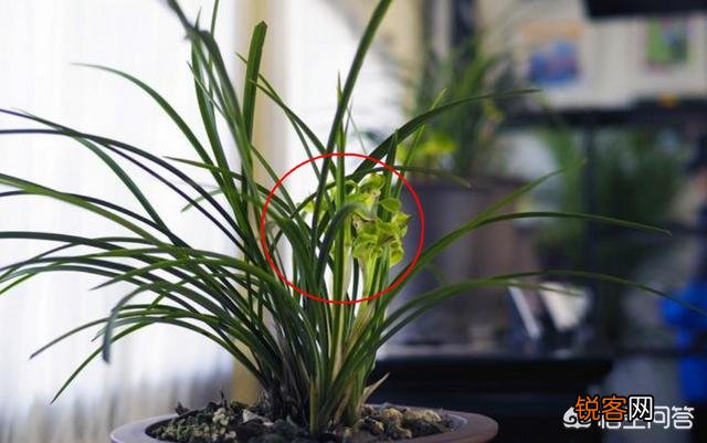 兰花品种有很多,室内种植的话养哪种好？如果按香气排名的话,什么品种的兰花最香？