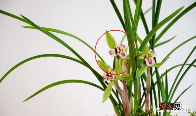 兰花品种有很多,室内种植的话养哪种好？如果按香气排名的话,什么品种的兰花最香？