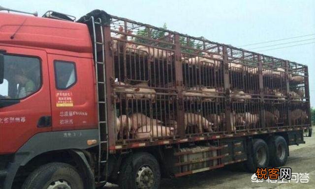 现在准备筹建一个年出栏4000头的生猪养猪场,前景会如何？