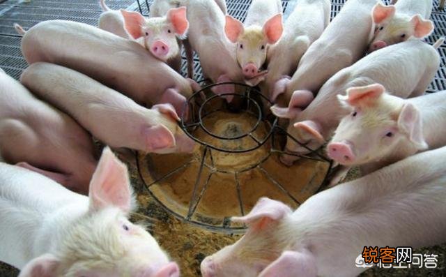 现在准备筹建一个年出栏4000头的生猪养猪场,前景会如何？