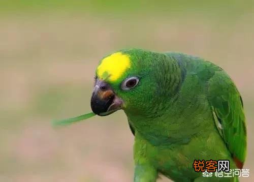 既聪明,说话又好的鹦鹉,哪几个品种比较好呢？