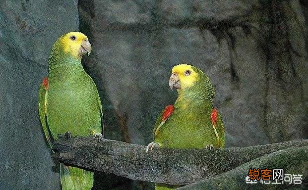 既聪明,说话又好的鹦鹉,哪几个品种比较好呢？