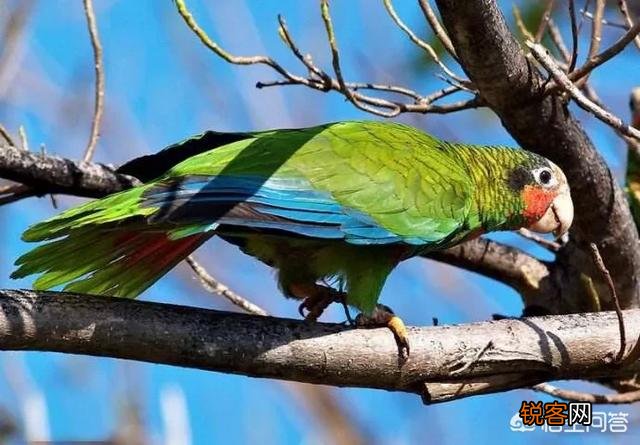 既聪明,说话又好的鹦鹉,哪几个品种比较好呢？