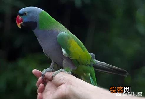 既聪明,说话又好的鹦鹉,哪几个品种比较好呢？