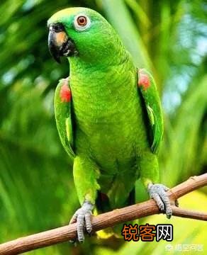 既聪明,说话又好的鹦鹉,哪几个品种比较好呢？