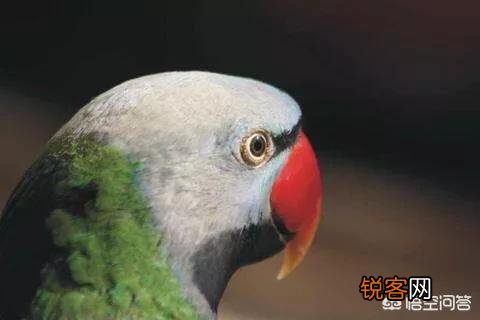 既聪明,说话又好的鹦鹉,哪几个品种比较好呢？