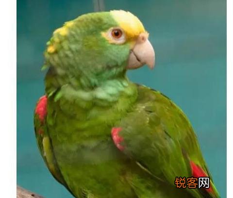 最擅长模仿人类说话的鹦鹉有哪些,可以饲养吗？