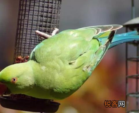 最擅长模仿人类说话的鹦鹉有哪些,可以饲养吗？