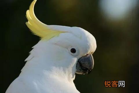 最擅长模仿人类说话的鹦鹉有哪些,可以饲养吗？