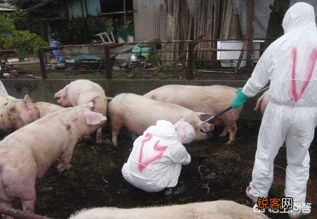 现在投资50万去养猪还来得及吗？