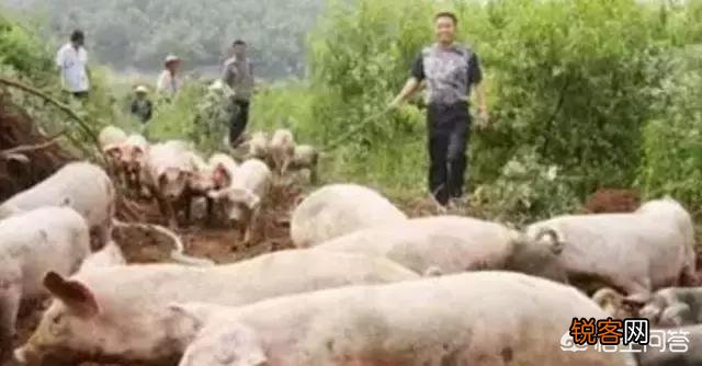 现在投资50万去养猪还来得及吗？