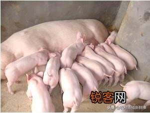 现在投资50万去养猪还来得及吗？