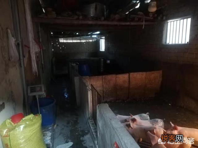 如果不在外打工了,回家乡投资二十万,养猪行不行？