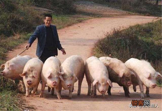 如果不在外打工了,回家乡投资二十万,养猪行不行？