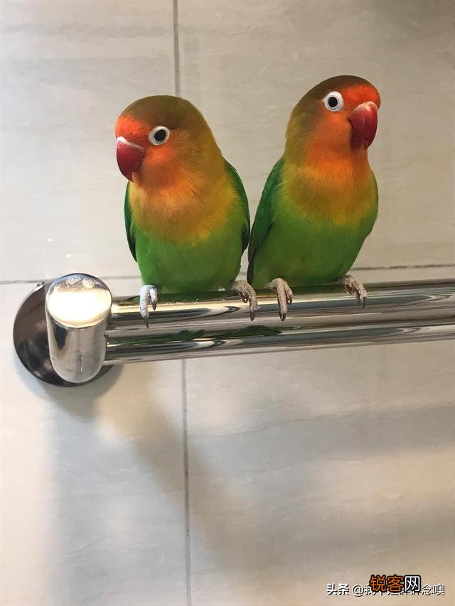 请问一下市场上哪几种鹦鹉最畅销？