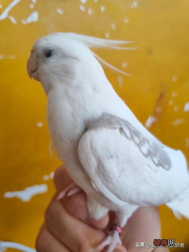 请问一下市场上哪几种鹦鹉最畅销？