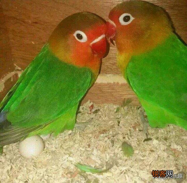 请问一下市场上哪几种鹦鹉最畅销？