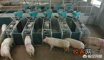 打算养200到300头猪,大概需要多少资金？