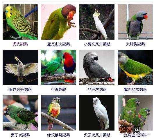 鹦鹉分哪几种？怎么养？