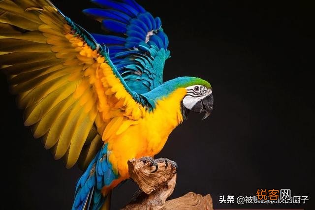鹦鹉分哪几种？怎么养？