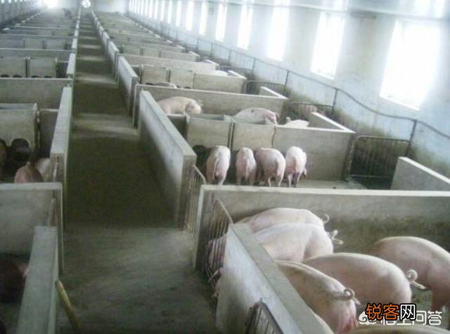 猪场的建设都需要主要哪些方面？建设一个能容纳100头左右的猪场大约要投资多少资金？