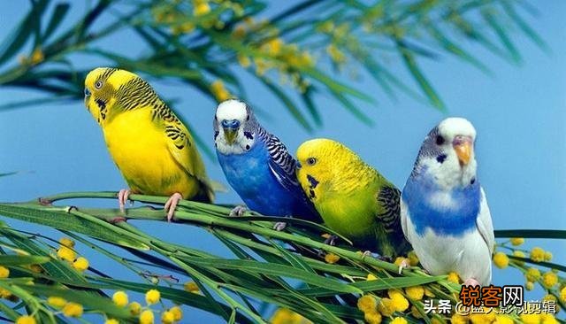 大家比较推荐哪种鹦鹉？
