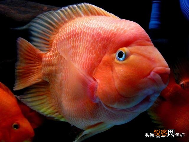 这几天鹦鹉鱼都是什么品种？