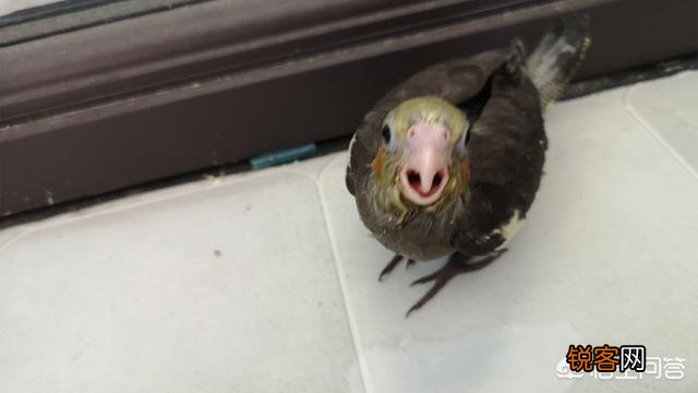 什么鹦鹉好养？
