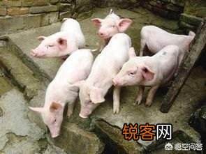 现在投资养猪,打算养一年,能发财吗？