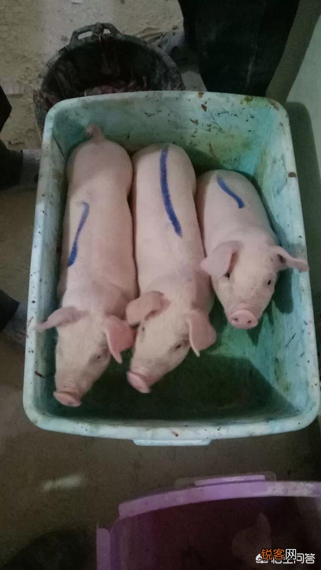 养一万头生猪大概要投资多少钱？