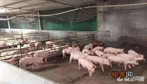 投资养猪场怎么样？